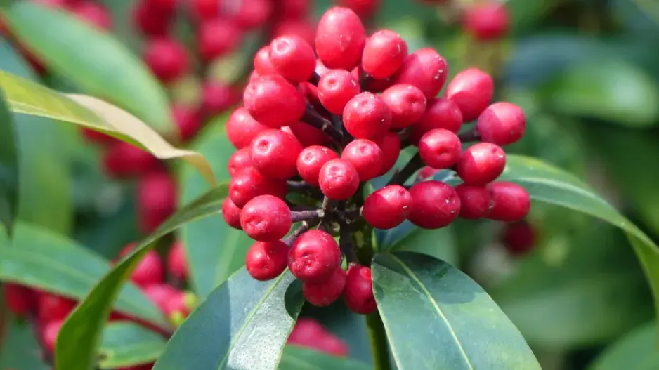 Skimmia