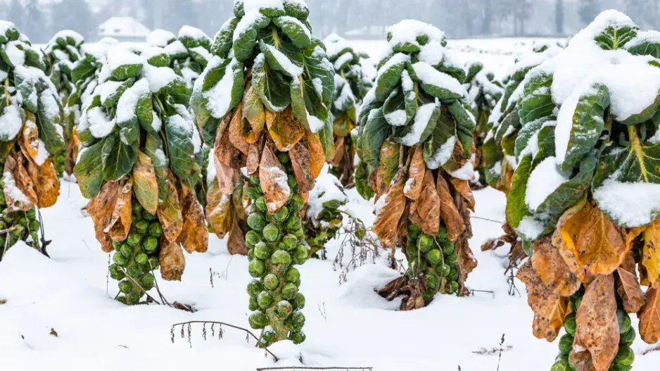 Celoroční odrůdy zeleniny