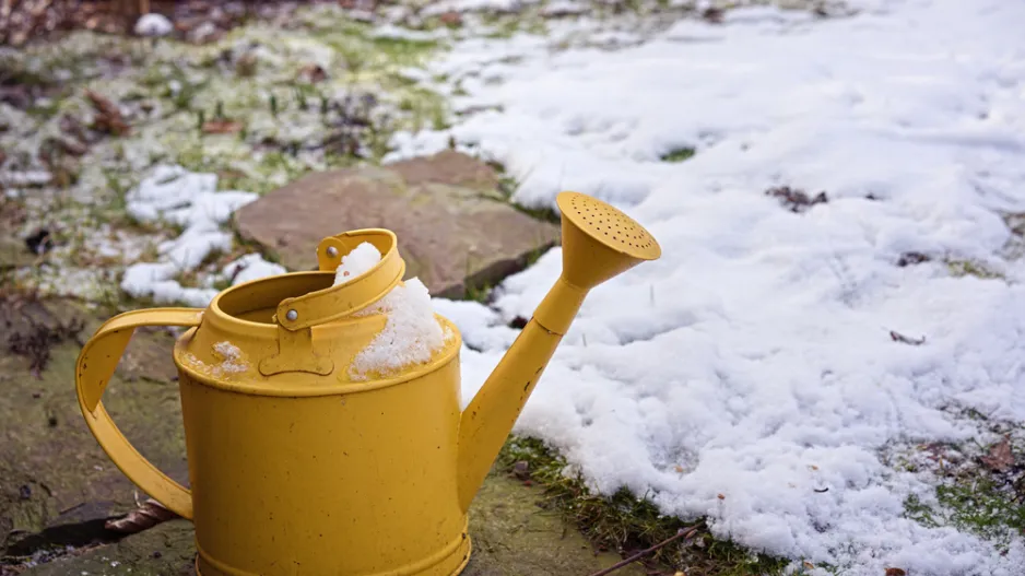 Zimní zavlažování rostlin pomůže k jejich přežití