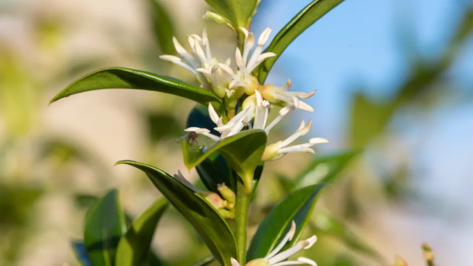 Mračňák kvete celou zimu