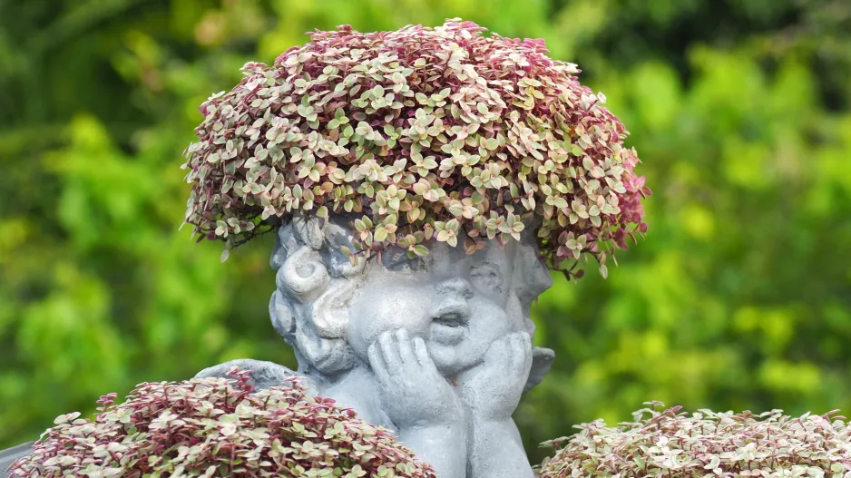 Kalísie plazivá (Callisia repens) 