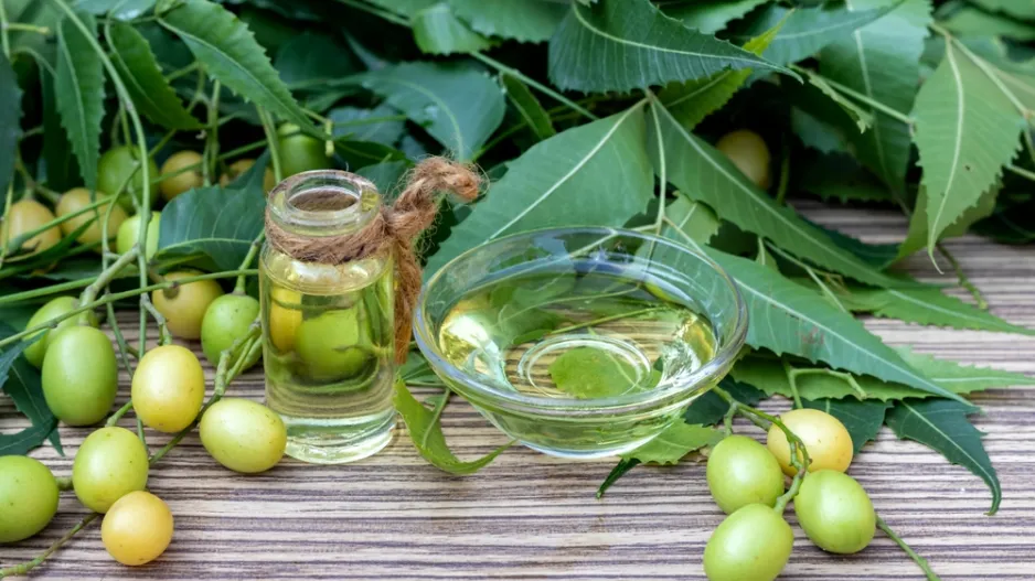 azadirachta indická (Azadirachta indica)