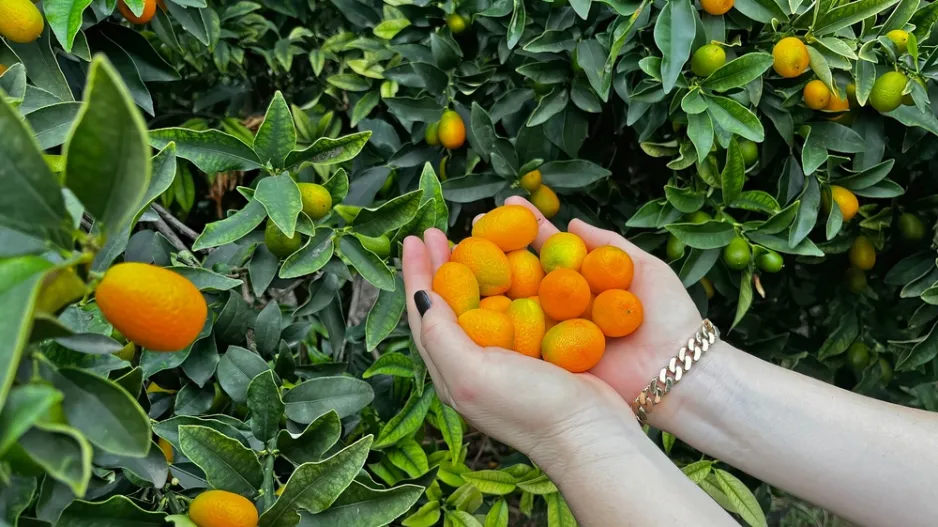 Exotické ovoce kumquat