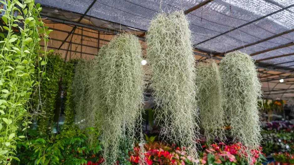 Tillandsia