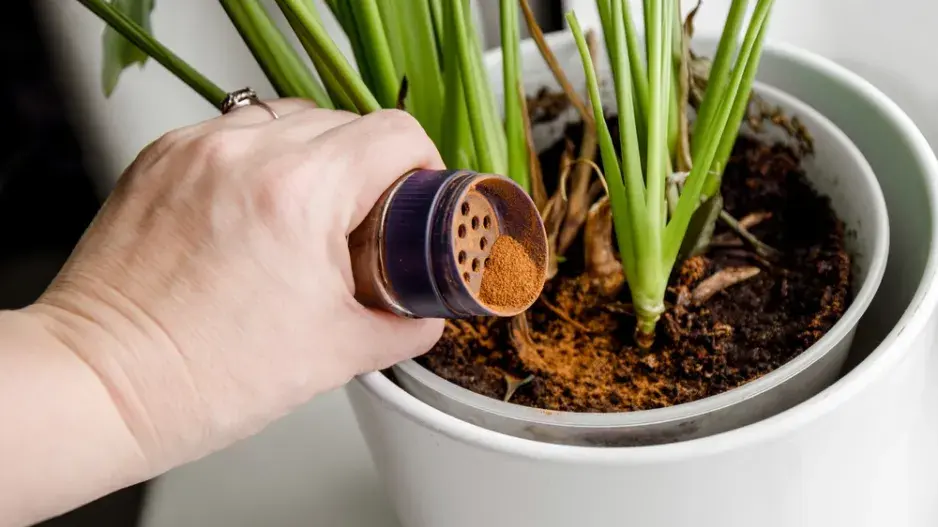 Vliv skořice na pokojové rostliny