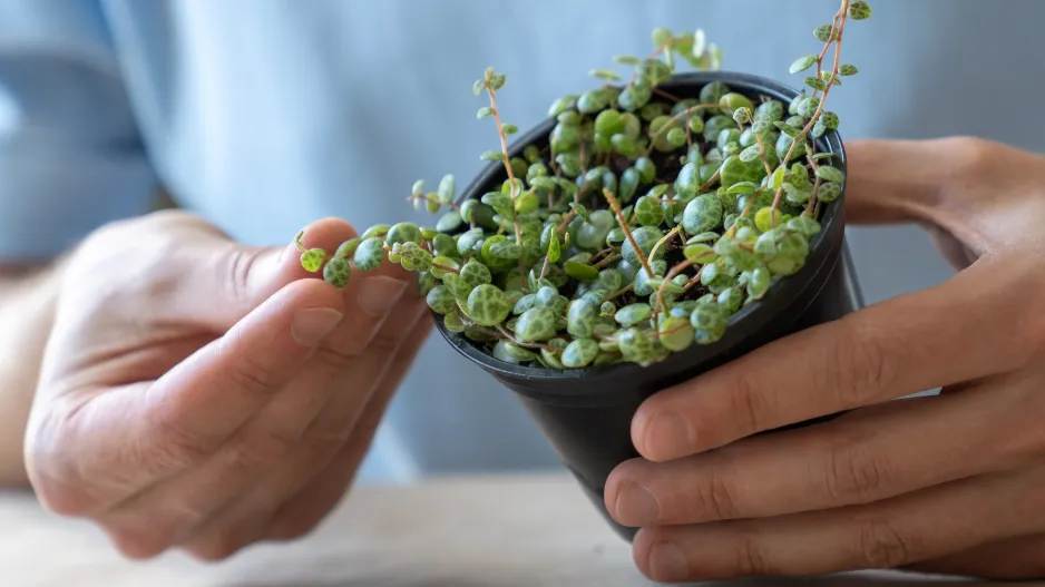 Pepřinec plazivý (Peperomia prostrata) 