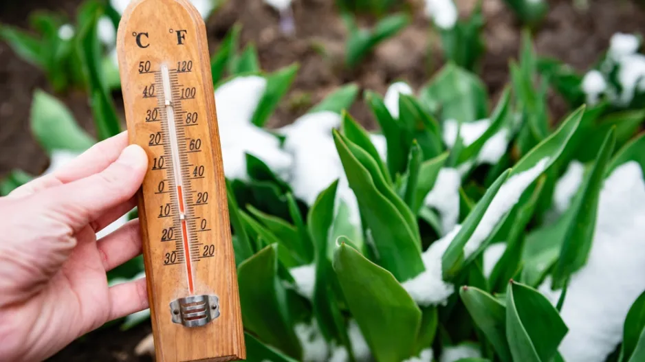 Magické účinky jarních květin