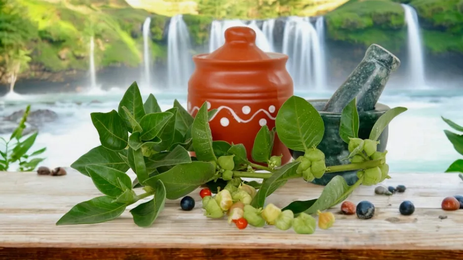 Ashwagandha je nenápadná rostlina s mimořádnou pověstí – lidé o ní mluví jako o přírodním klíči ke klidnějšímu spánku, lepší psychické pohodě a celkovému zklidnění organismu