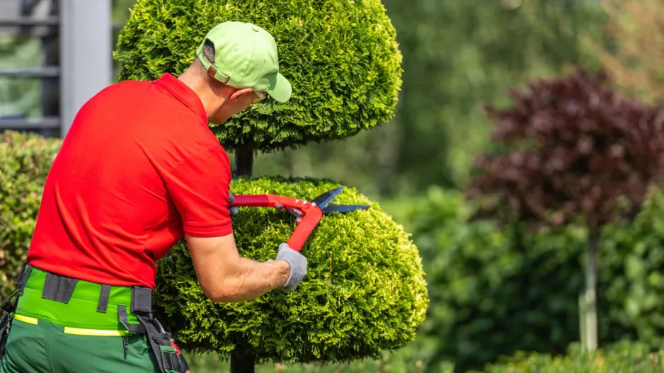 Dřeviny pro tvarování 