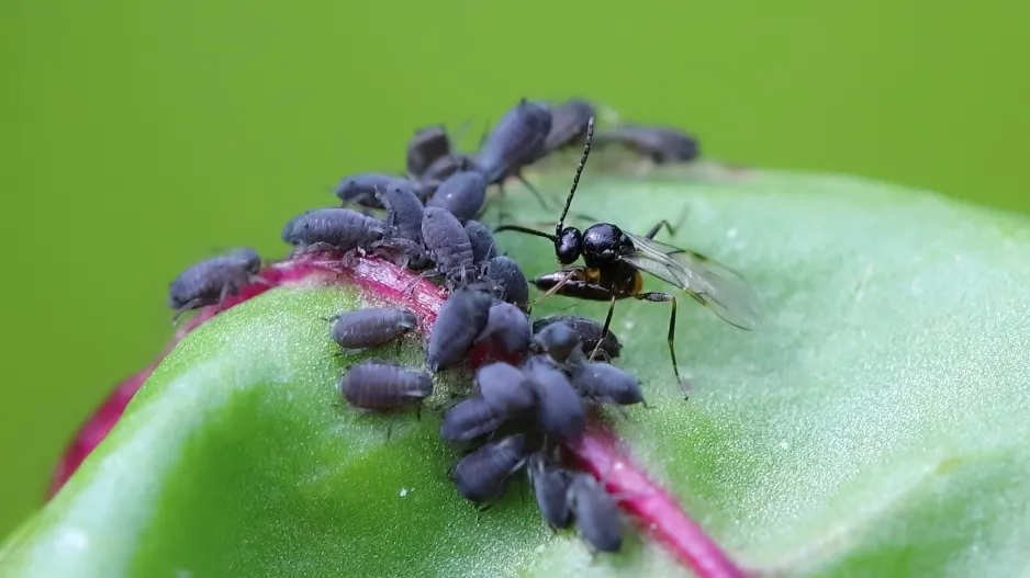 Parazitická vosička mšicomar 