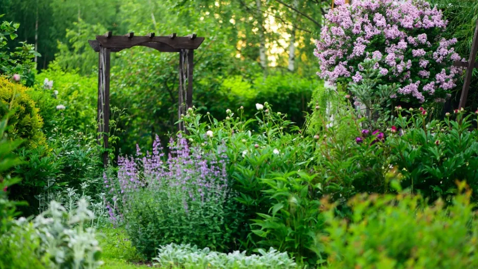 Čínské keře v Česku