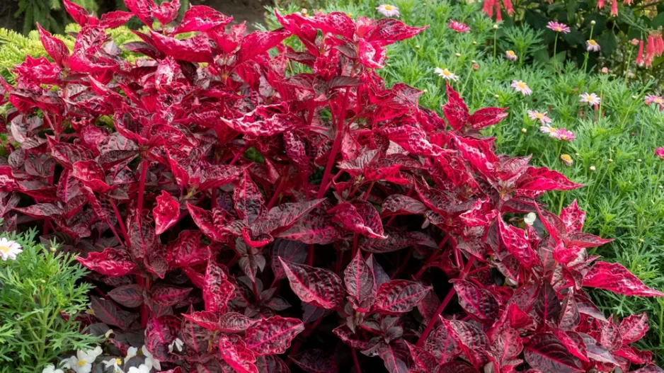 irezína (Iresine herbstii) 