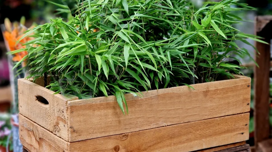 Pokojový bambus (Pogonatherum paniceum) 