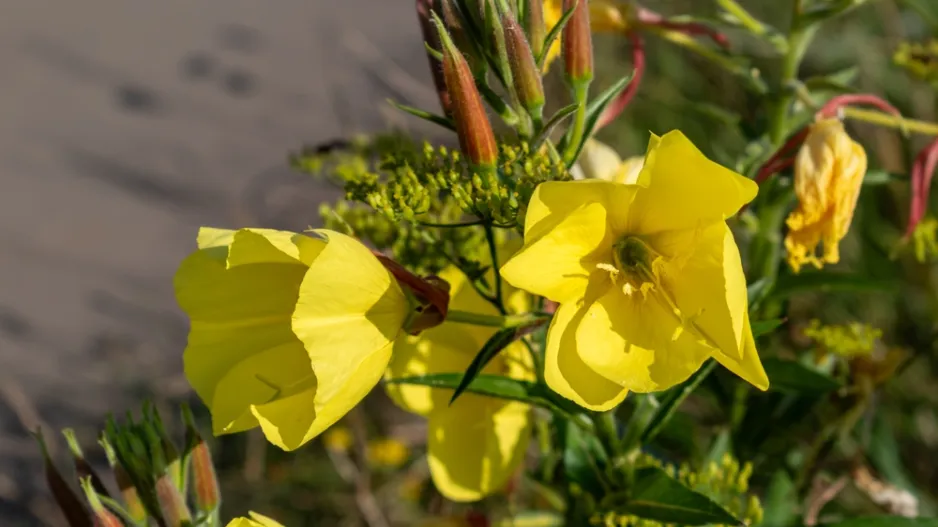 pupalka dvouletá (Oenothera biennis)