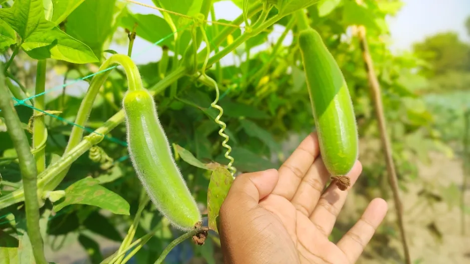 Kalabasa čili indická okurka jako univerzální zelenina