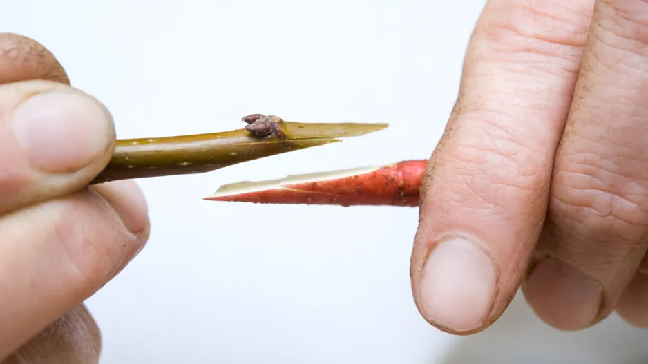 Řez roubů pro jarní roubování je malá škola trpělivosti a přesnosti