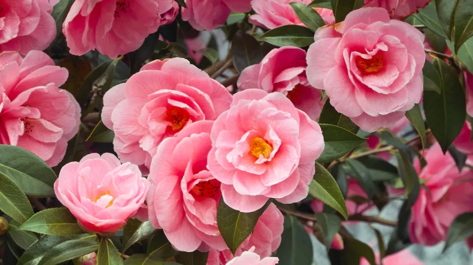 Kamélie japonská (Camellia japonica) 