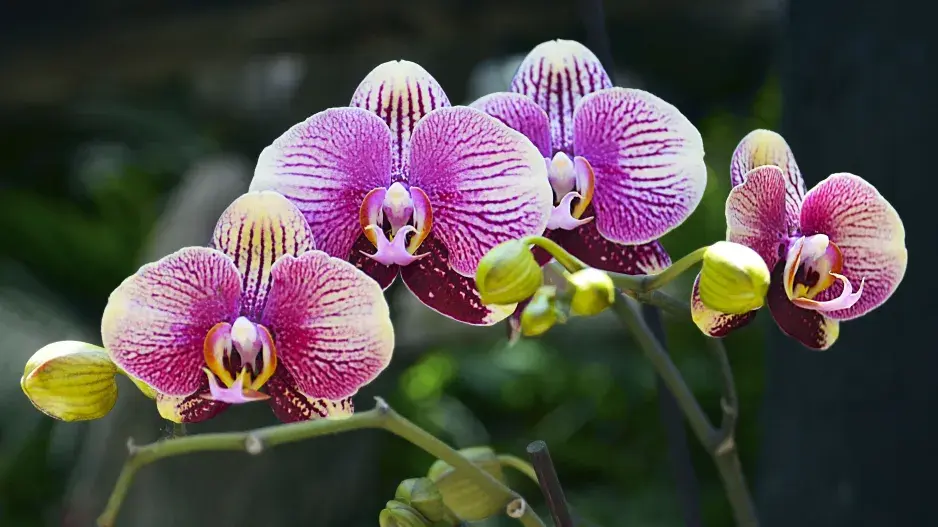 Orchideje v zimě