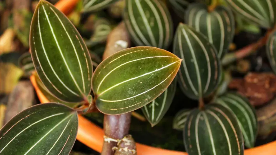 Ludisie (Ludisia discolor)