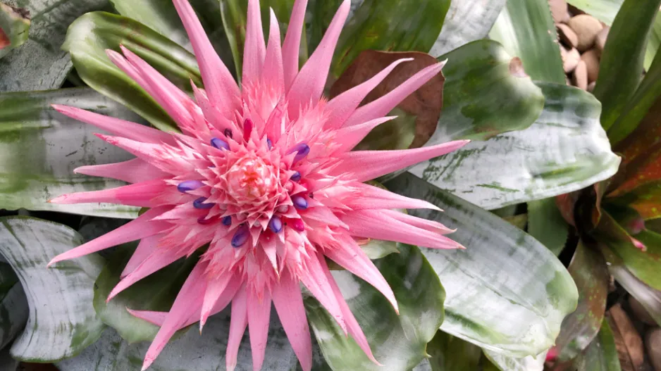 Pokojová bromélie echmea (Aechmea)