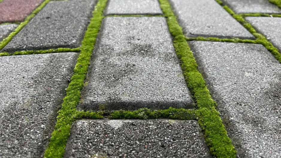 Jak odstranit mech z chodníku