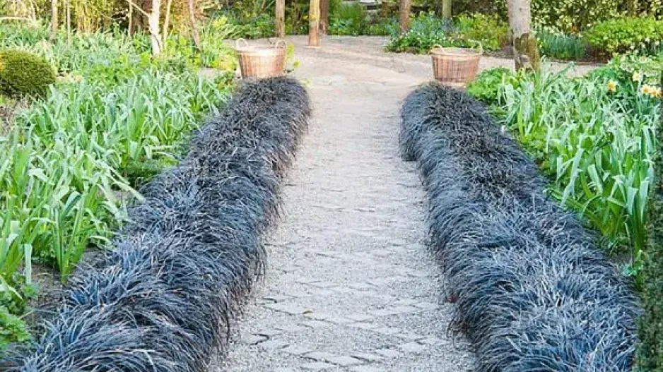 Černá okrasná tráva