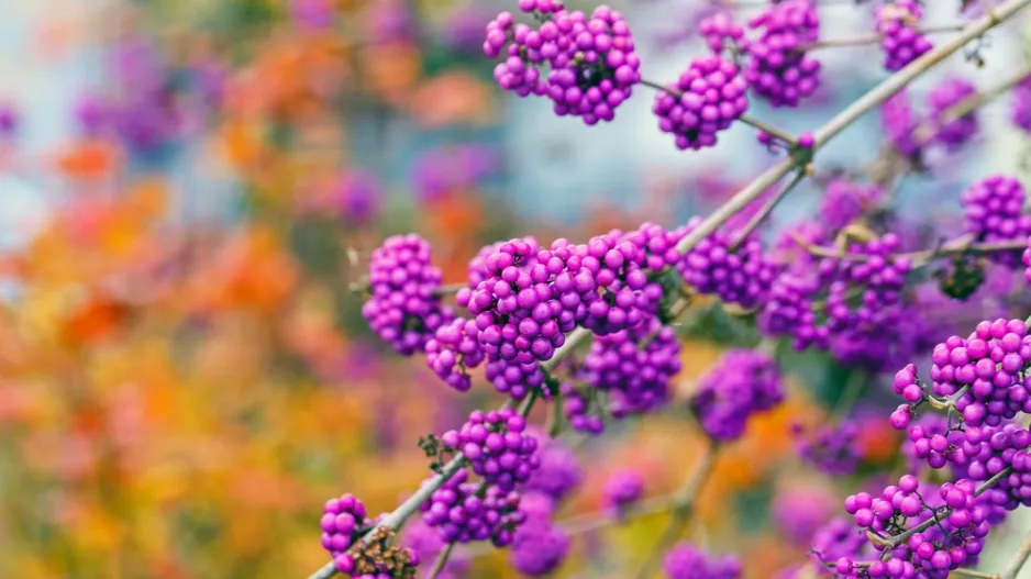 Keře s barevnými plody