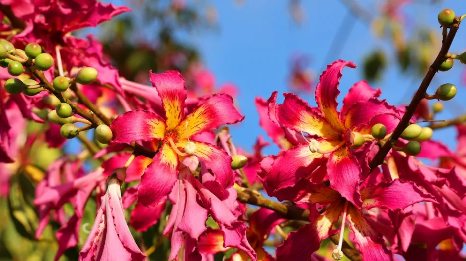 nejkrásnější stromy světa