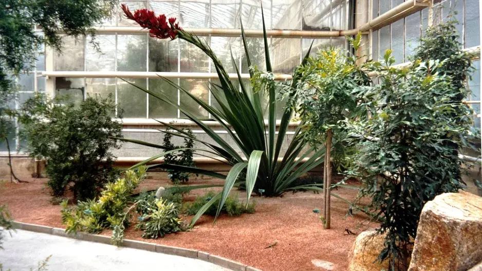 Nejúžasnější exotické rostliny na dosah: Doryanthes, která kvete po 31 letech