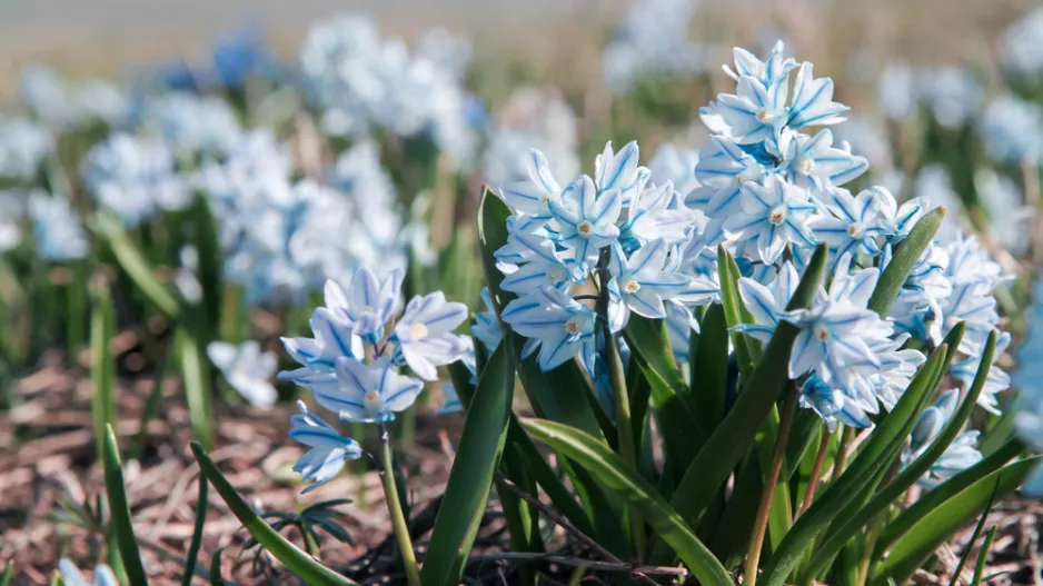 Puškinie ladoňkovitá (Puschkinia scilloides) 