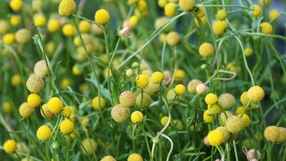 Záplevák vonný neboli jahodová tráva (Cephalophora aromatica)