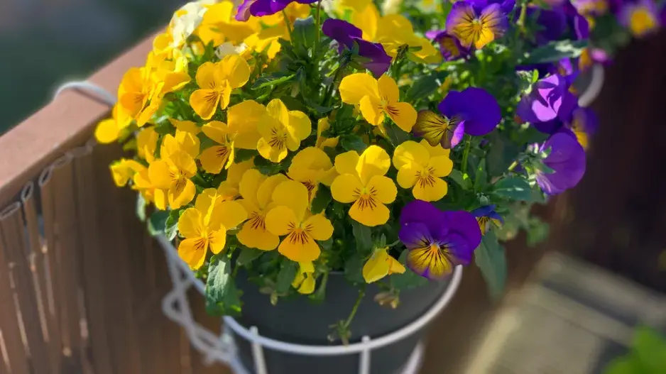  Jarní balkonovky nejsou jen krátkodobou ozdobou, některé druhy plynule navážou na letní výsadbu
