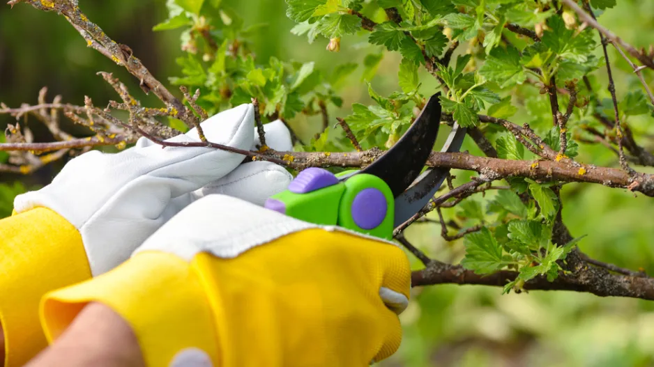 Řez ovocných dřevin