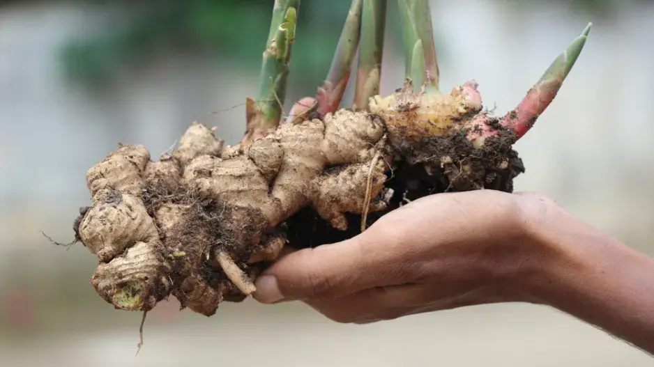 Pěstování zázvoru z kořene