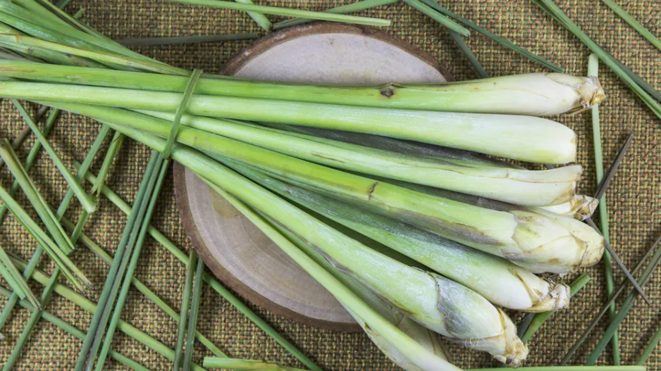 Citronová tráva neboli voňatka citronová (Cymbopogon citratus) 