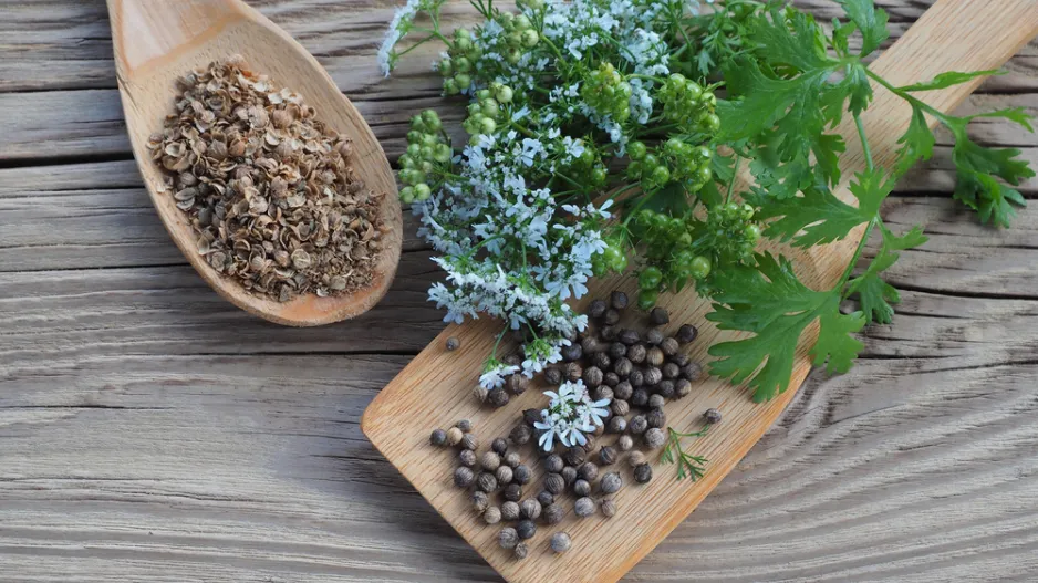 Koriandr setý (Coriandrum sativum)