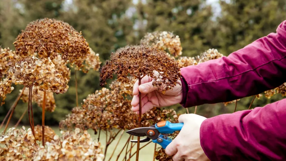 Řez okrasných keřů
