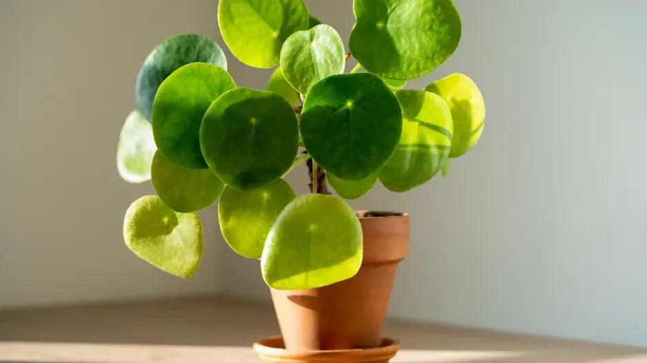 Palačinková rostlina