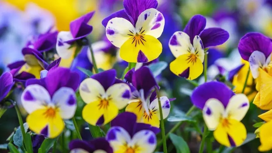 Macešky do truhlíku na parapet 