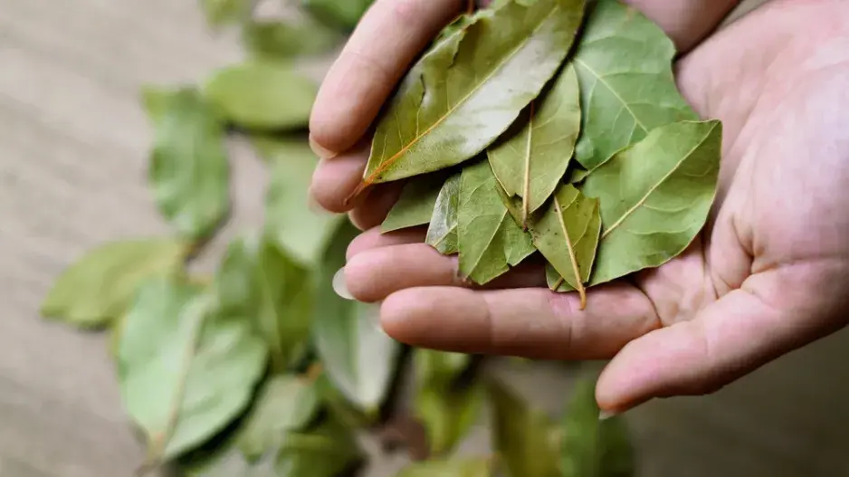 Bobkový list a jedlá soda