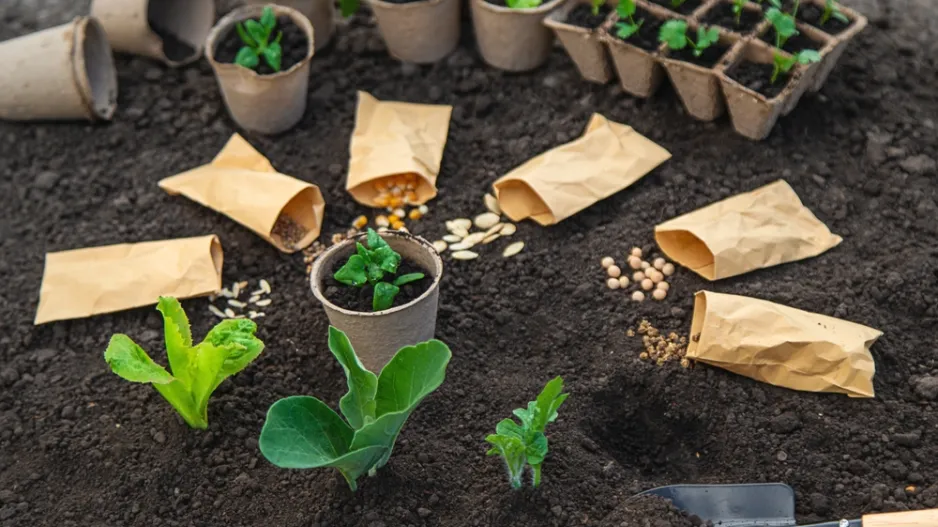 Výsevy do skleníku v únoru znamená mít pod čepicí