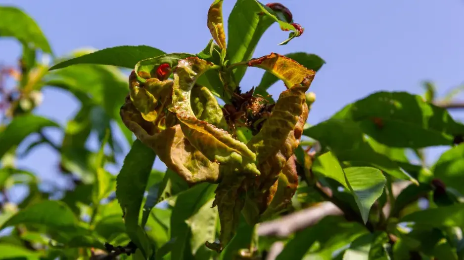 Kadeřavost broskví