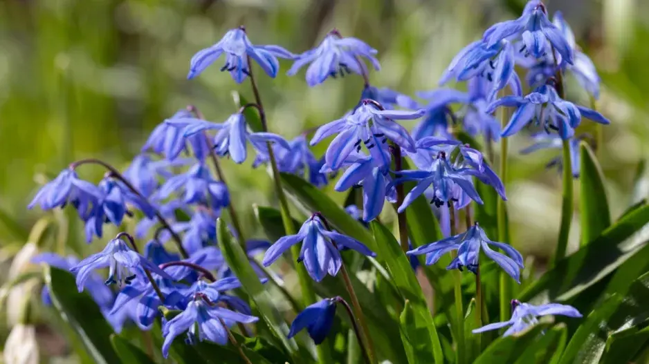 Ladoňka sibiřská (Scilla siberica)