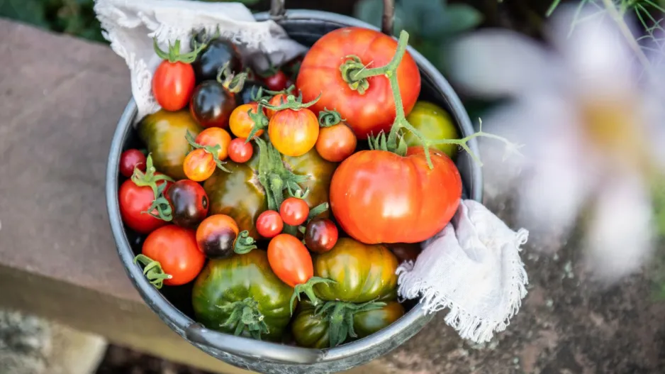 Raritní odrůdy rajčat 