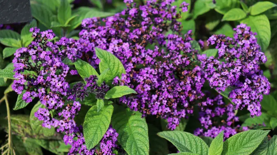 Méně známé letničky