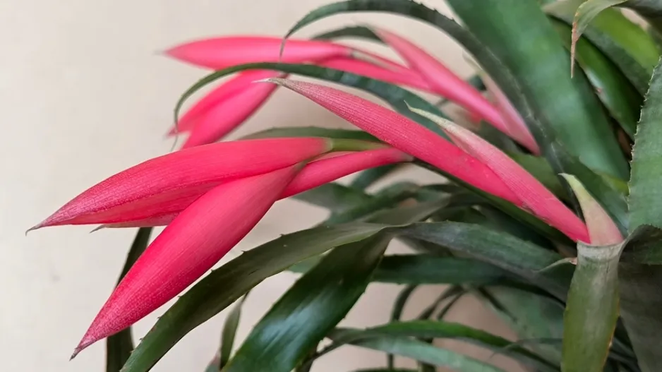 Bilbergie (Billbergia nutans),