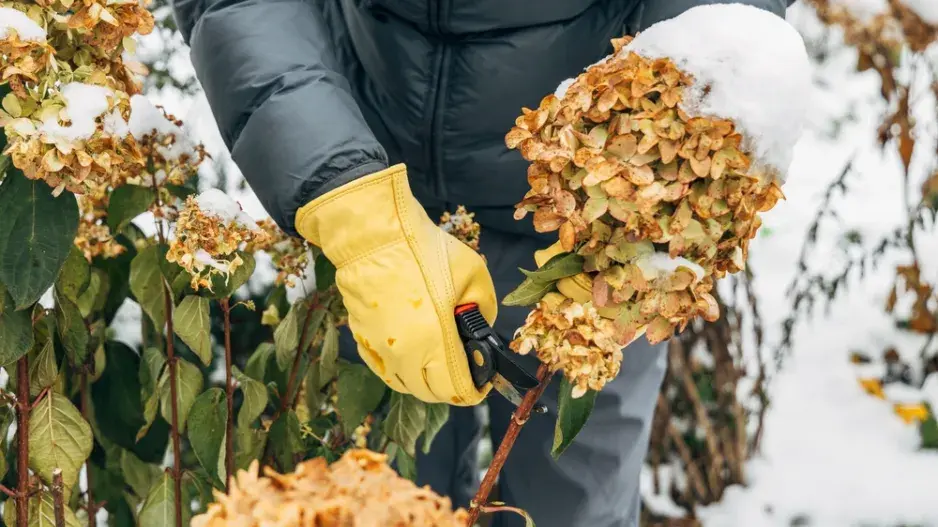 Hortenzie v zimě