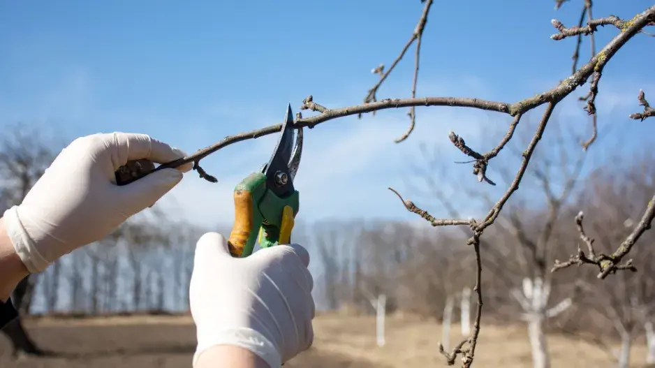 Prořez ovocných stromů