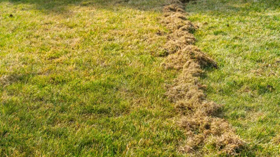 Regenerace trávníku po zimě