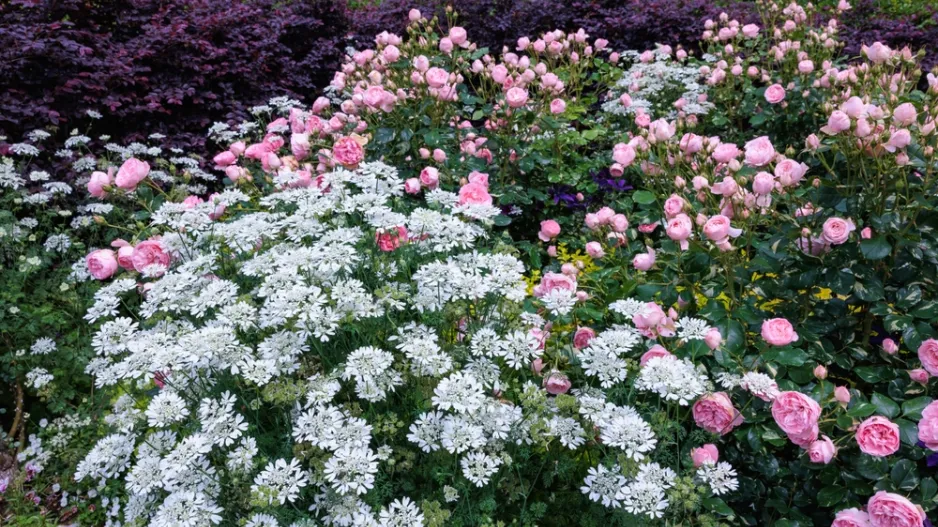 Paprska velkokvětá (Orlaya grandiflora)